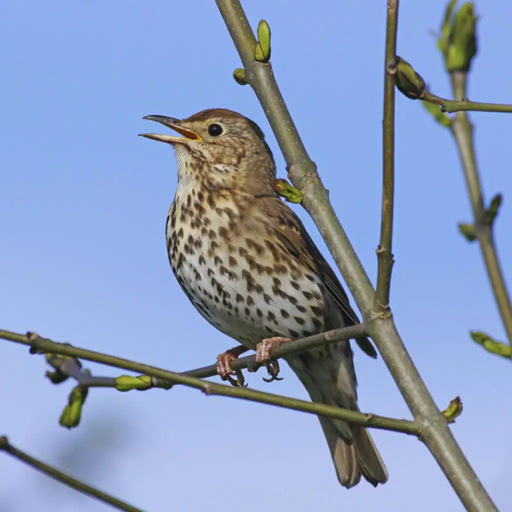 Sound Escape 209. Be beguiled by a song thrush singing at dawn