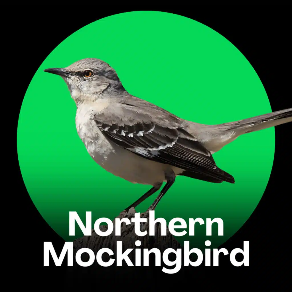 Northern Mockingbird Songs (Master of Mimicry)