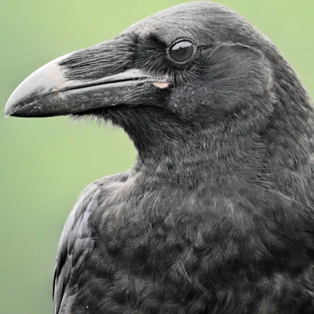 Mira al cielo: Córvidos Pt. 1