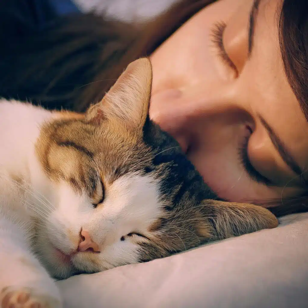 Texturas Acogedoras Para Los Gatos