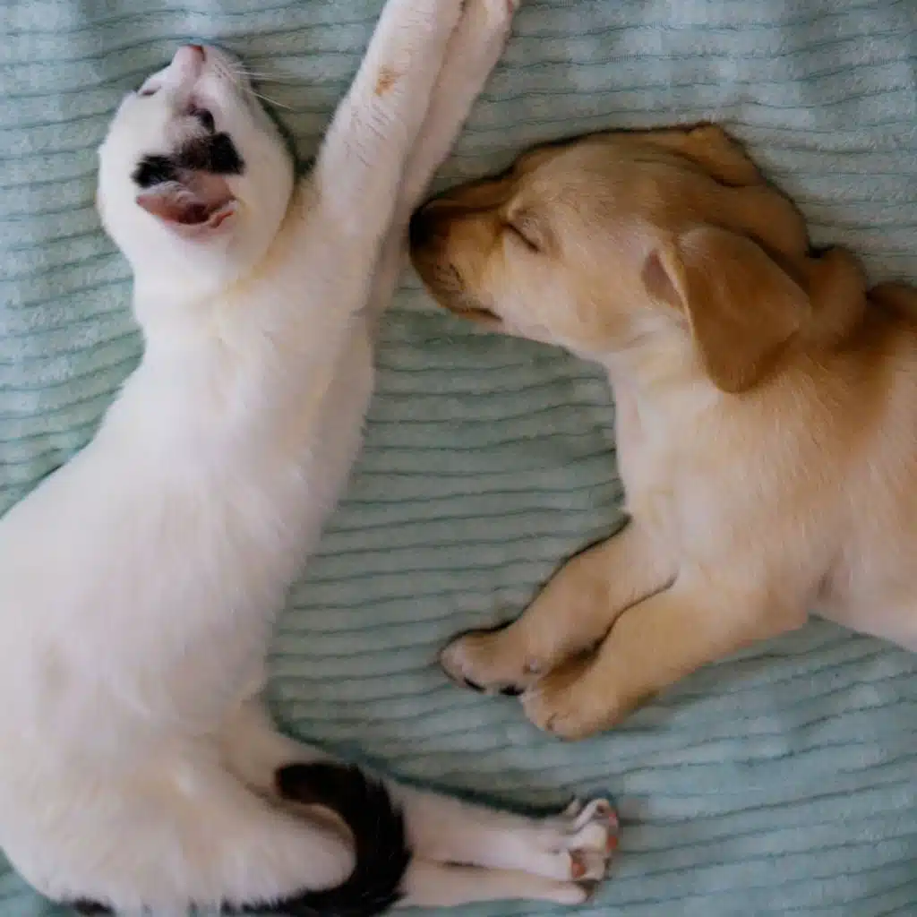 Relaxing Music for Pets: Gentle and Calming