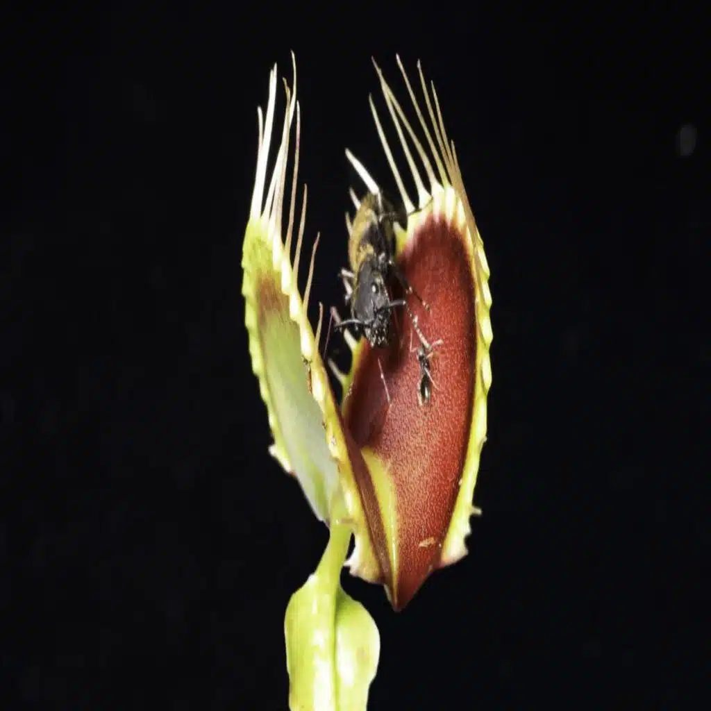 2 New Dirty Negotiation Traps To Avoid To Gain Greater Results