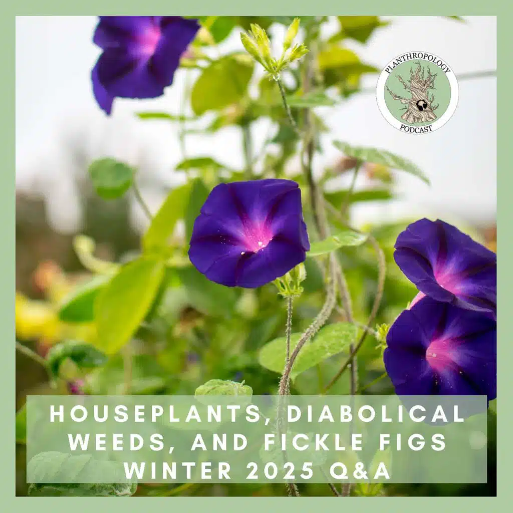 113. Houseplants, Diabolical Weeds, and Fickle Figs- Winter 2025 Q&A