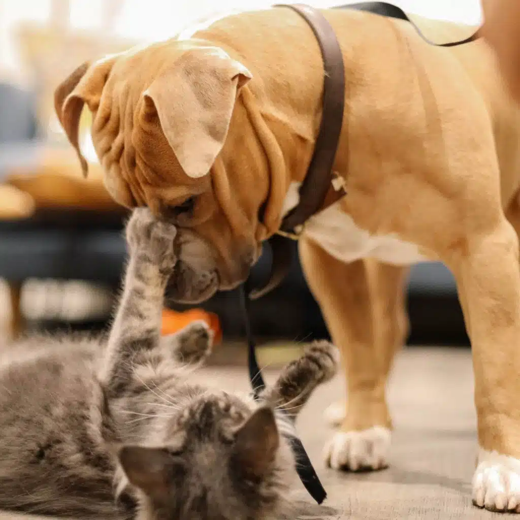 Calming Pet Serenades