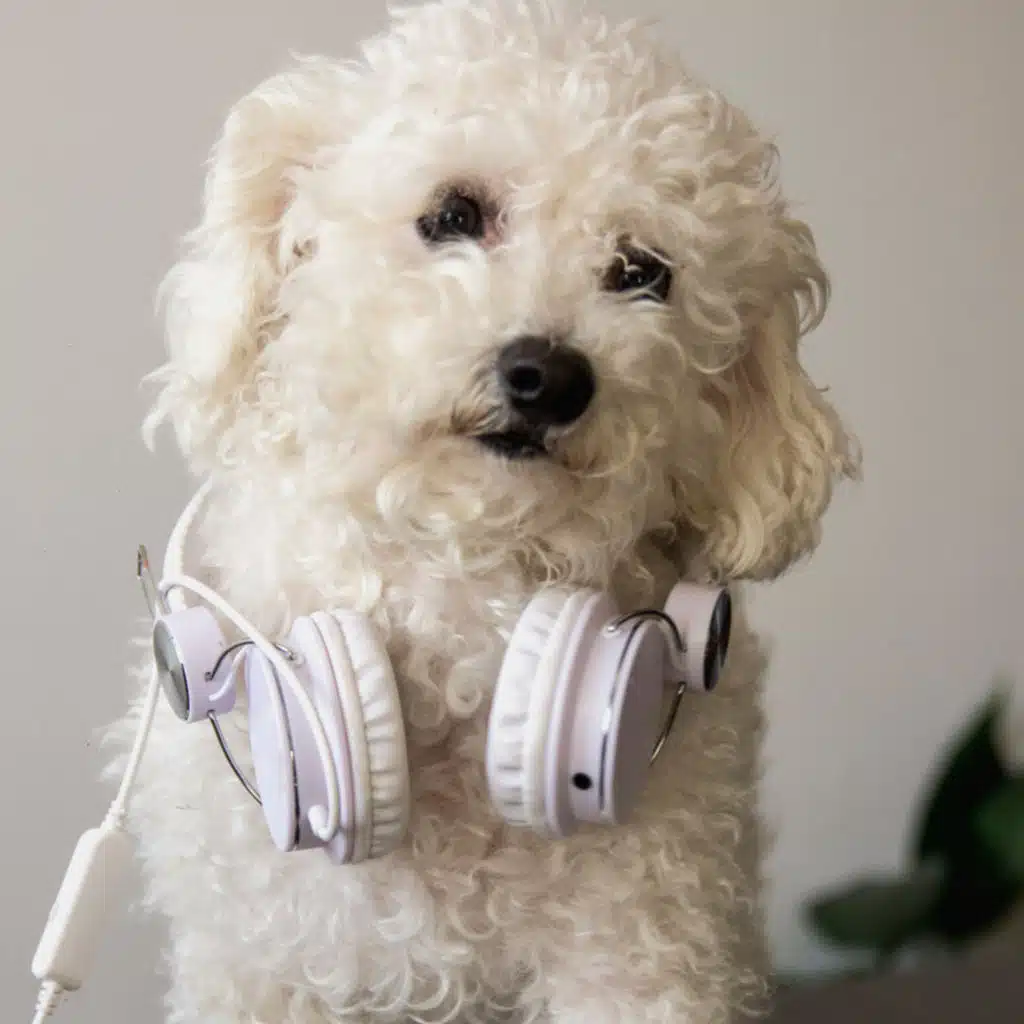 Ambient Music: Bark Beats