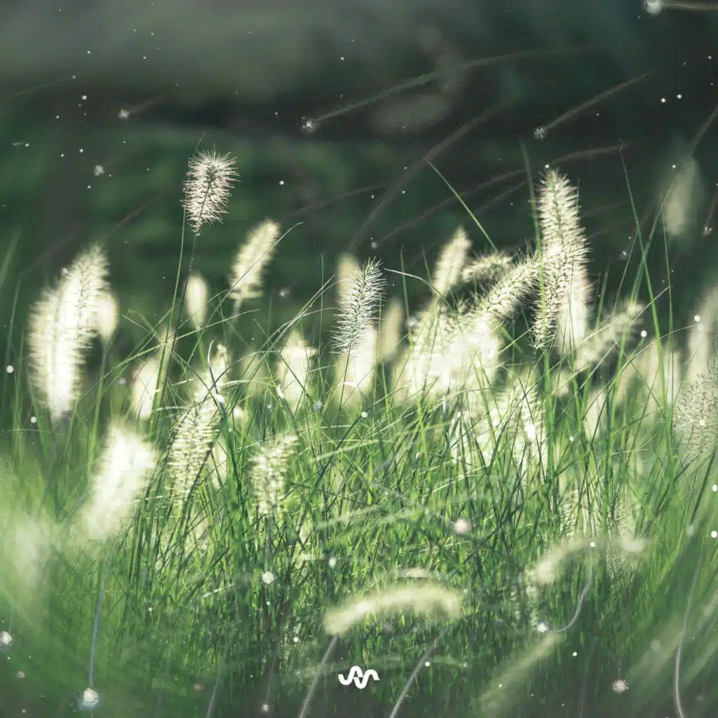 Landscapes in Light