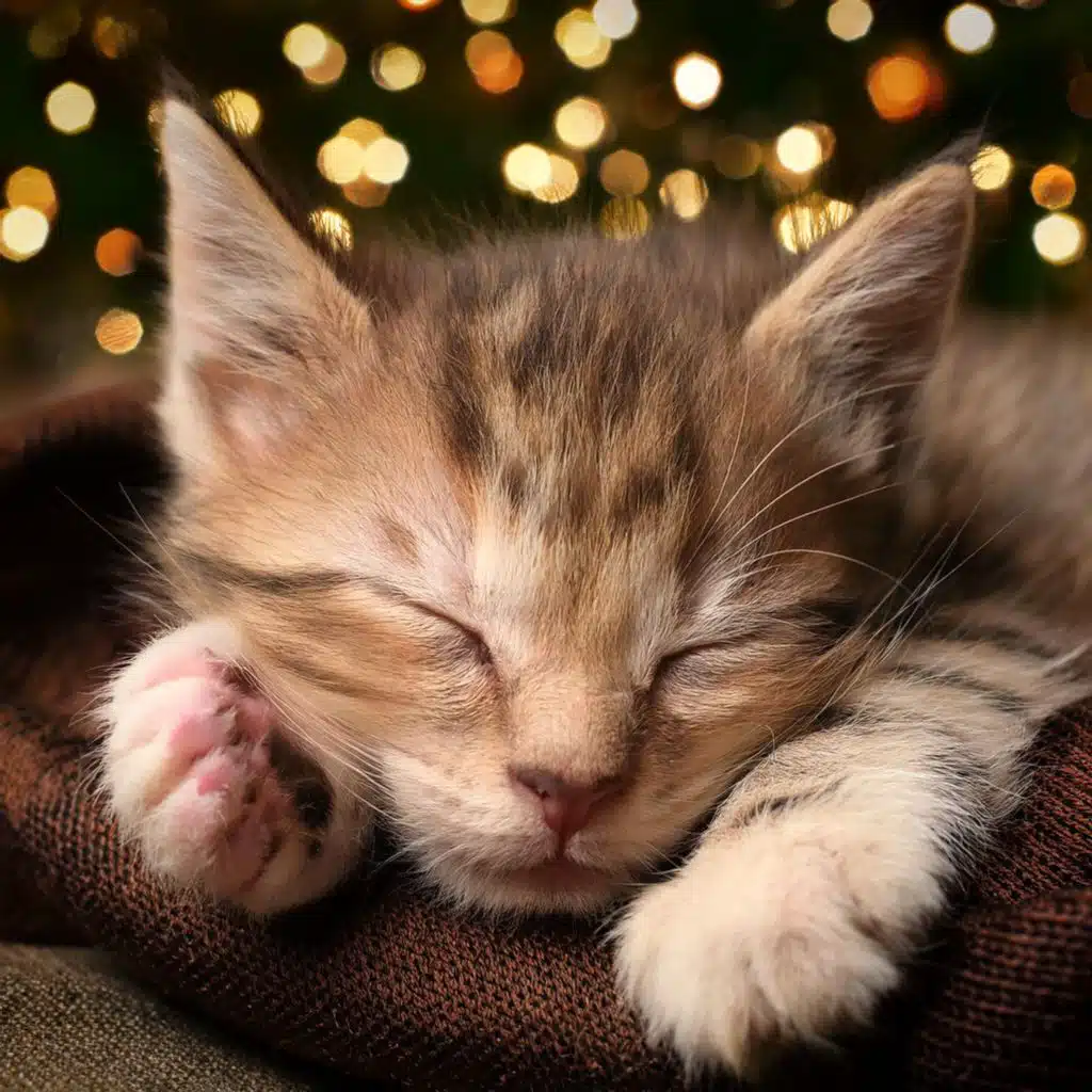 Sonidos Reconfortantes: Música Para Mascotas