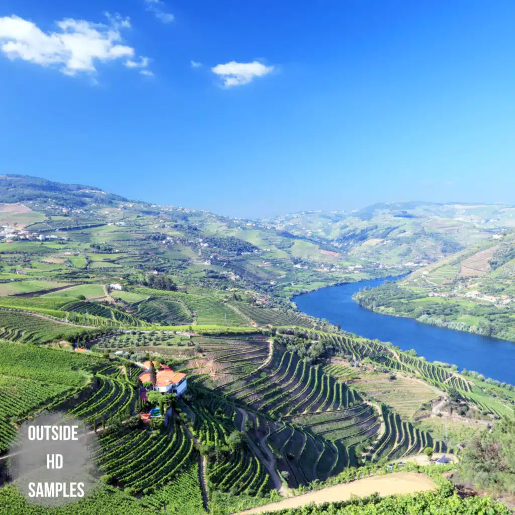 Whispering Forest Echoes