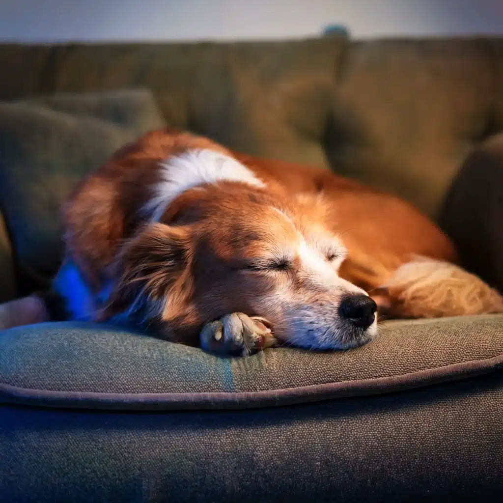 Sueño Silencioso: Ritmos De Hip Hop Para Perros