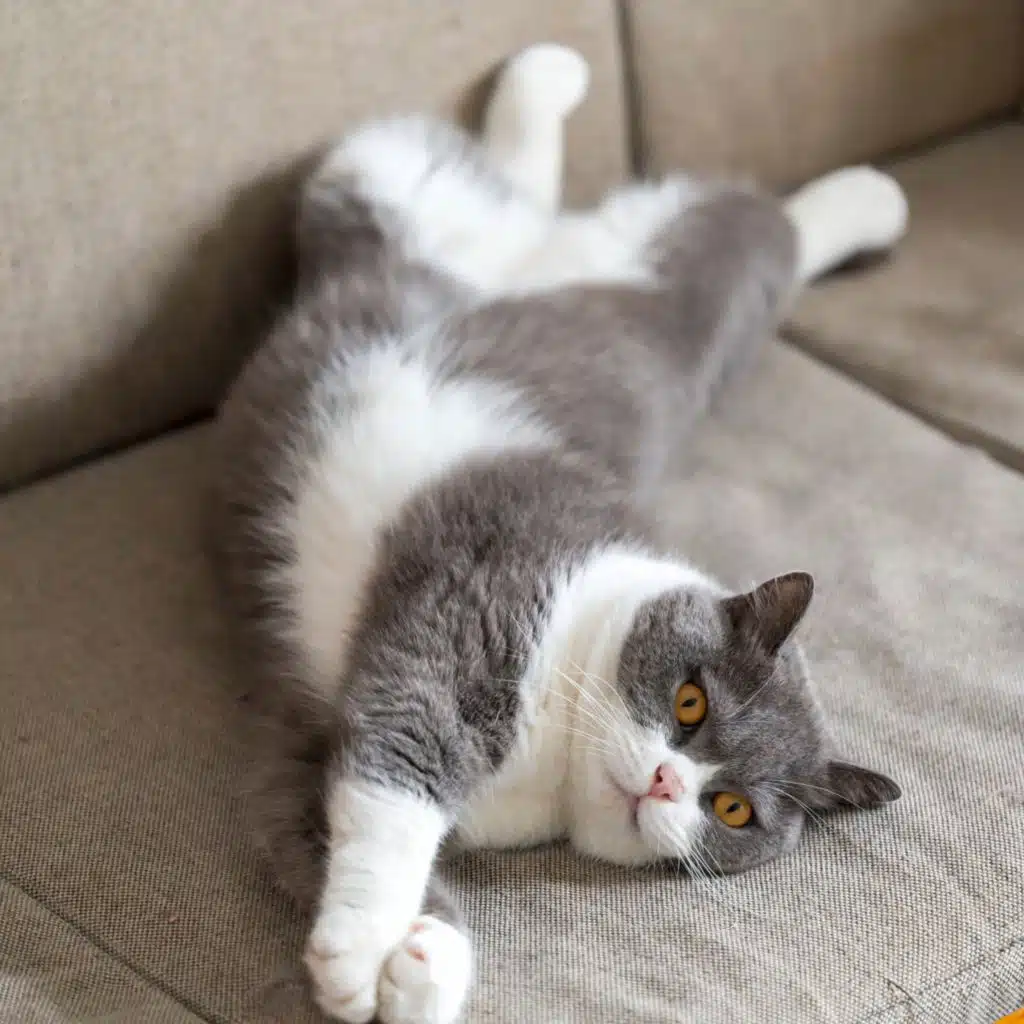 Calming Tunes for Cats: Quiet Moments