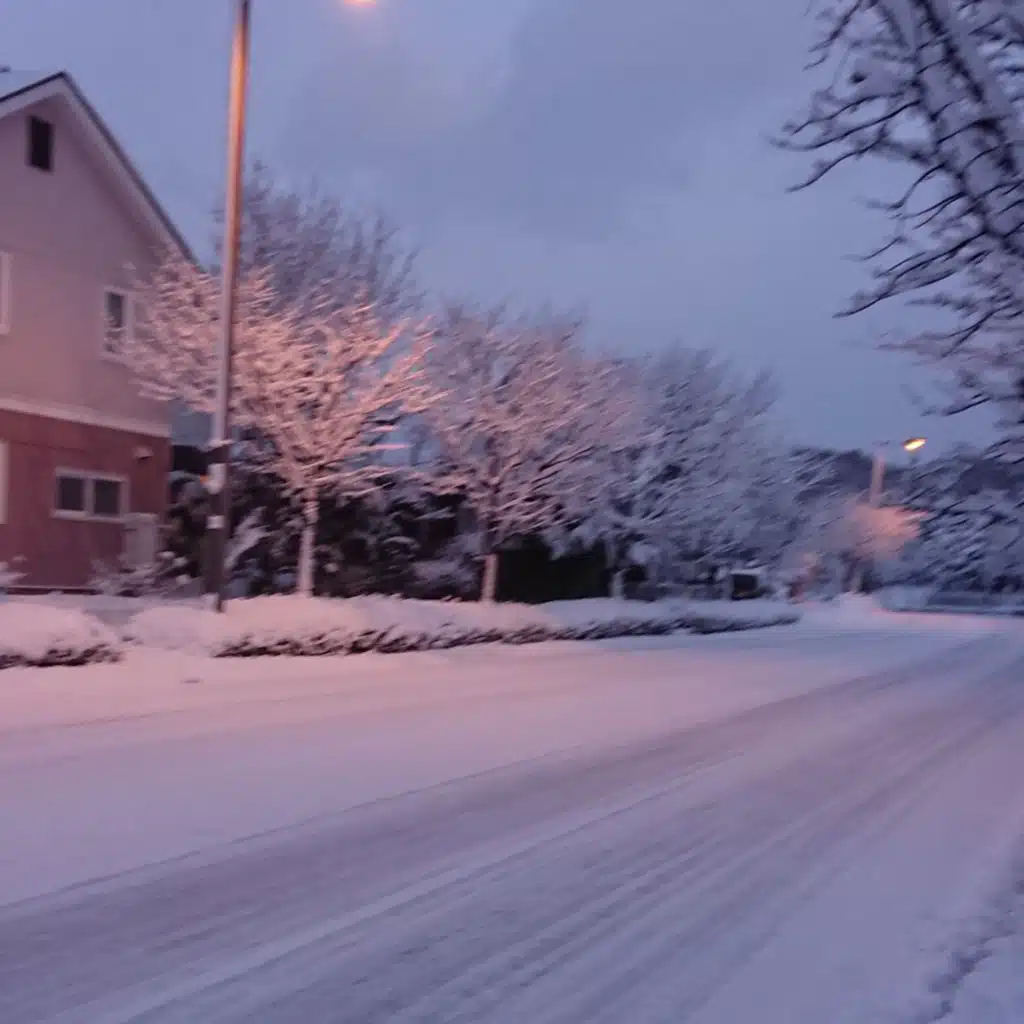 In the Silent Forest