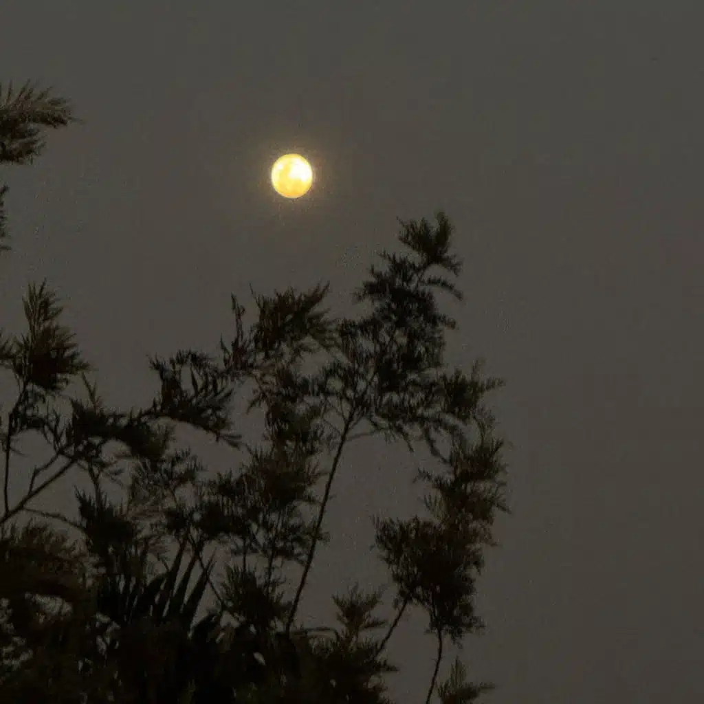 Tibeauthetraveler & Krynoze