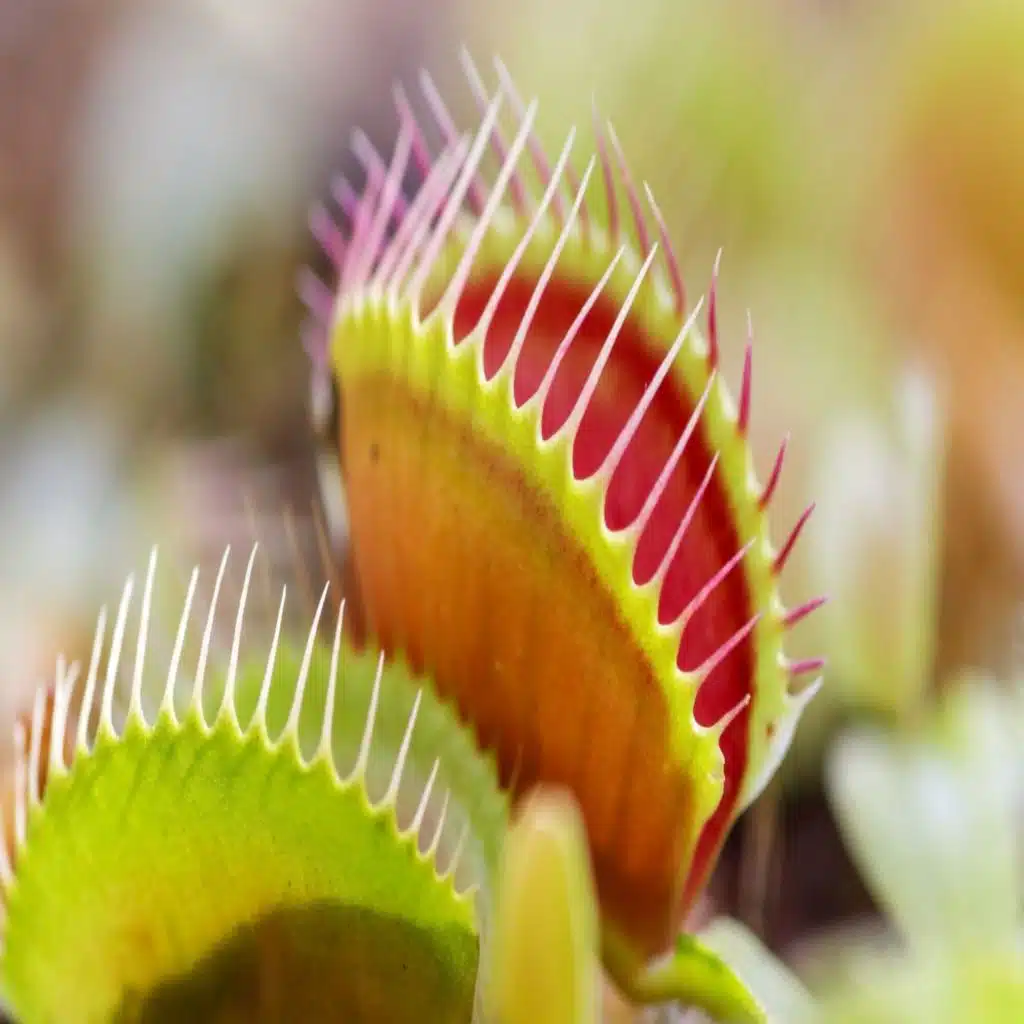 E179: The Venus Flytrap