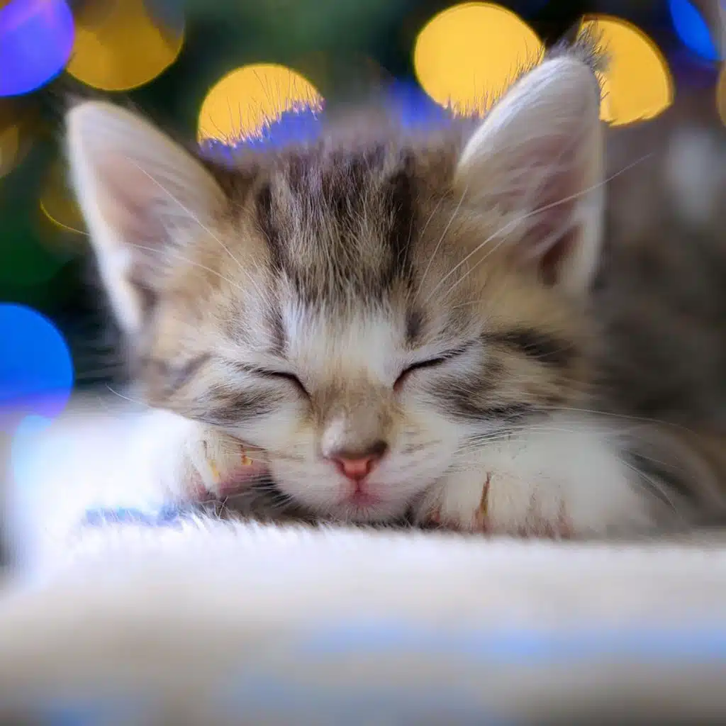 Capas Lisas Para Gatos