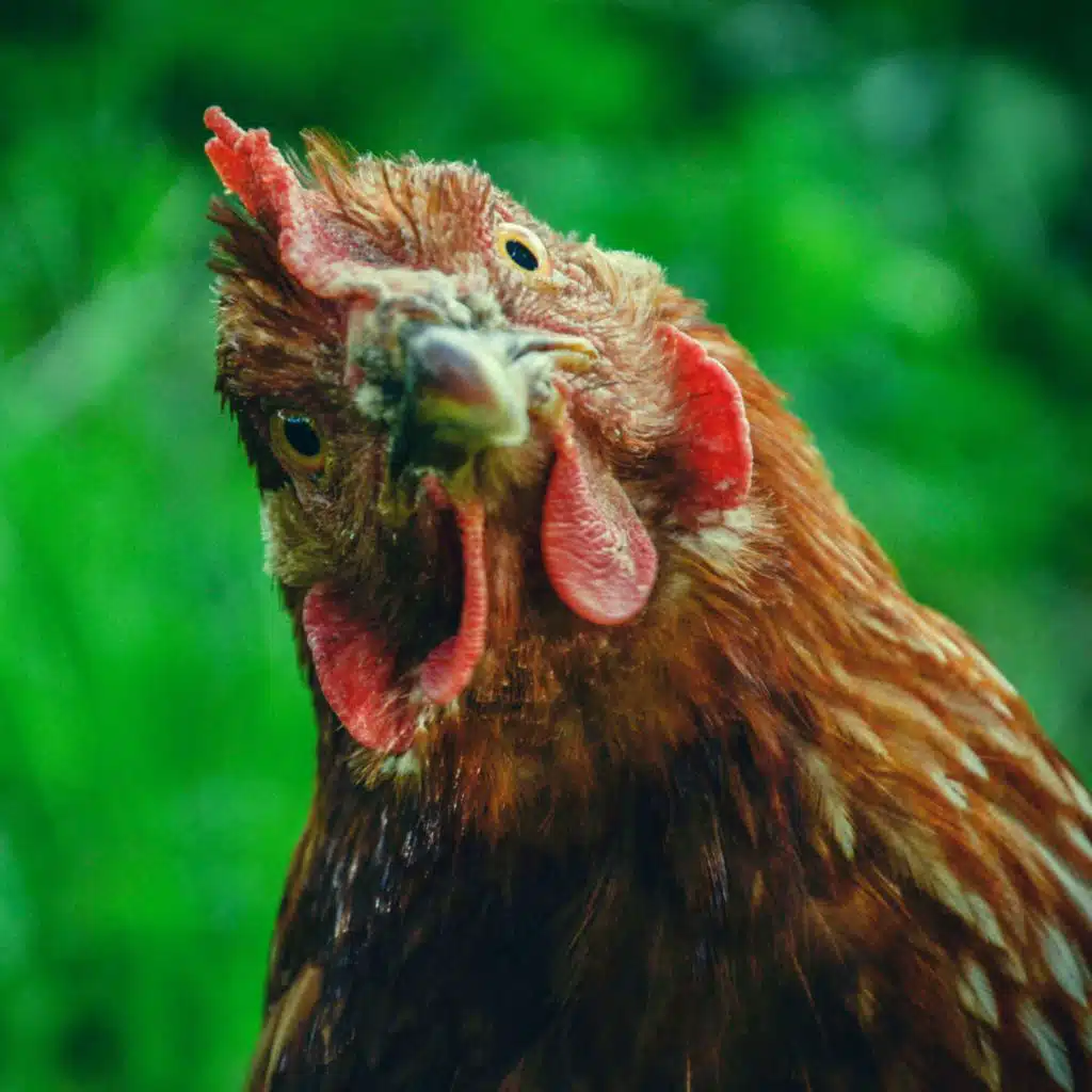 Learning Ultimate Empathy . . . from Chickens