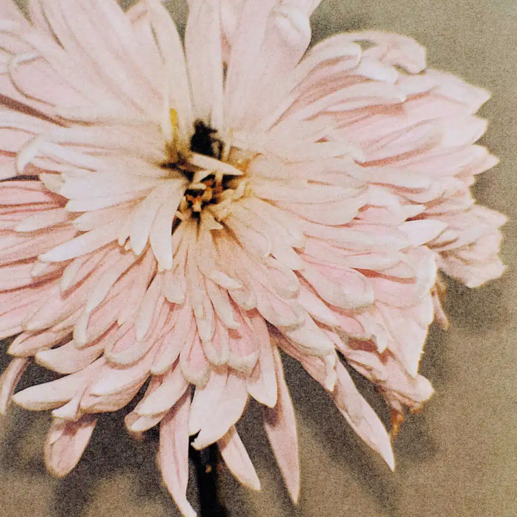 I Wanna Dance With Somebody