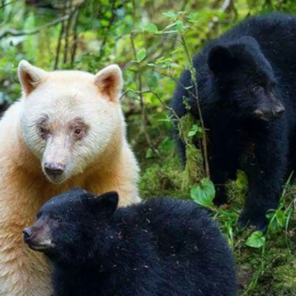 #80 Between Two Bears Part 2