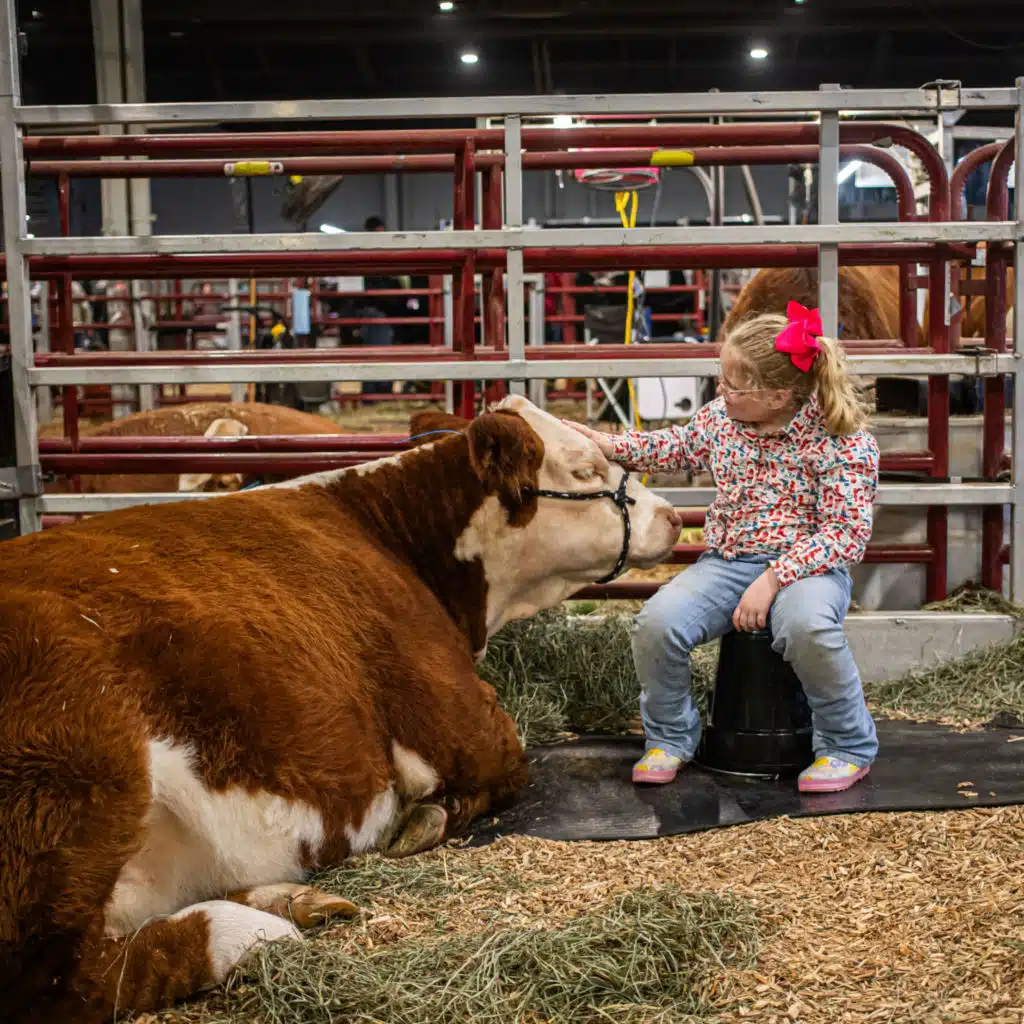 Livestock shows and future business leaders