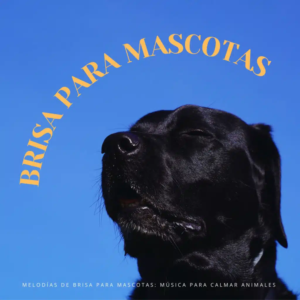 Melodías De Brisa Para Mascotas: Música Para Calmar Animales