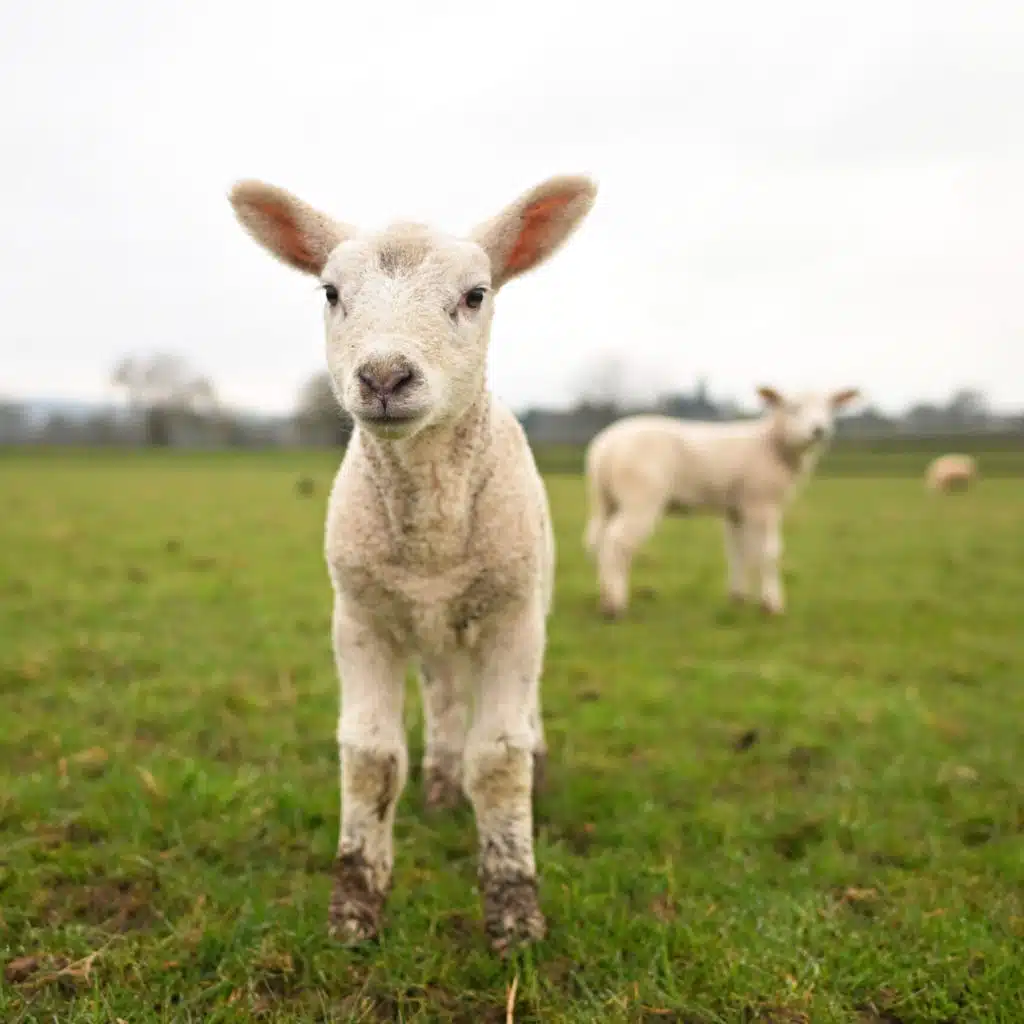 When an auctioned lamb goes for more than the median home price