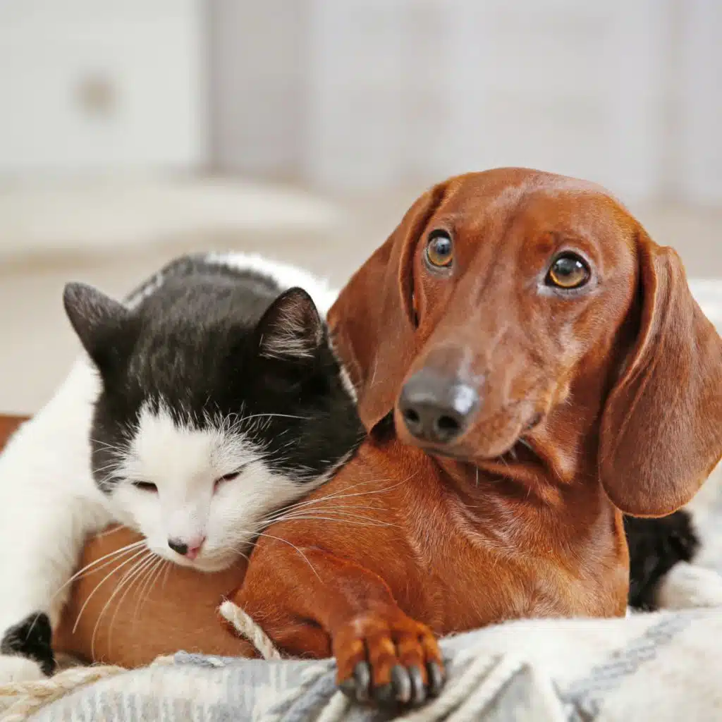 Gentle Sounds for Pets' Relaxation Time