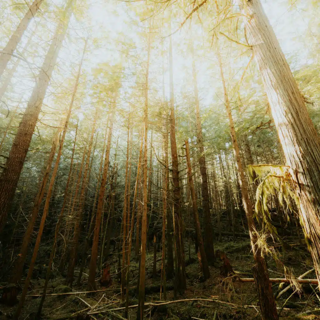 Alabanza En El Cielo