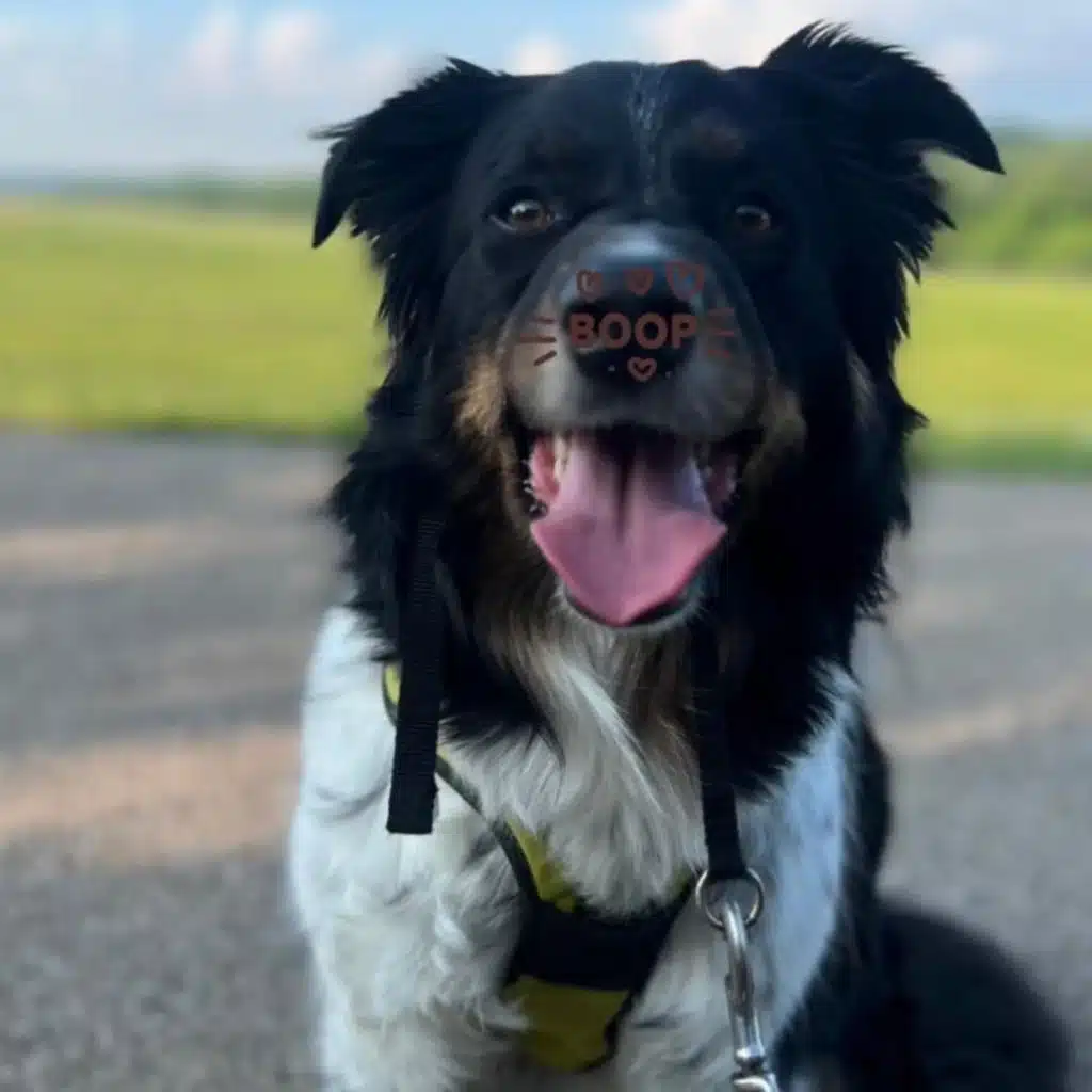 Four-Legged Legend