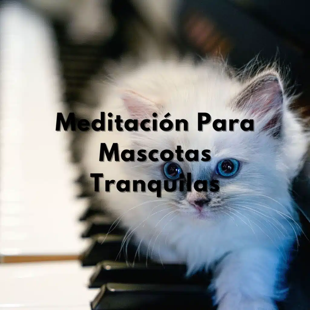 Plumaje Y Pelaje En Calma: Meditación Para Mascotas Tranquilas