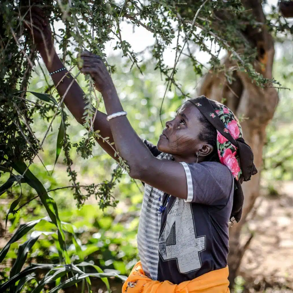La FAO en Bref - 31 mars 2025