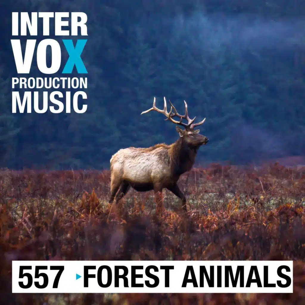 Michael Werner Maas & Intervox Music