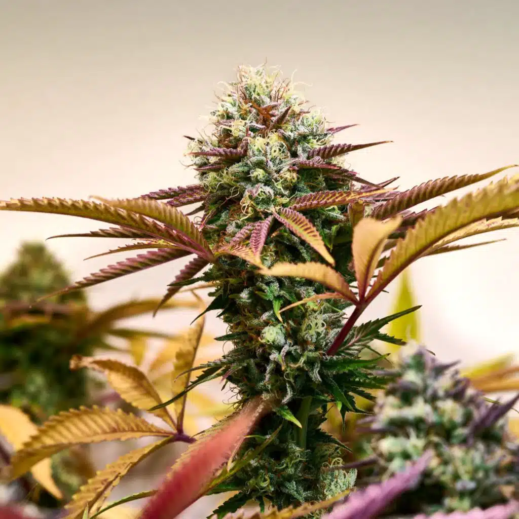 Cannabis-Legalisierung - Viel Rausch um nichts?