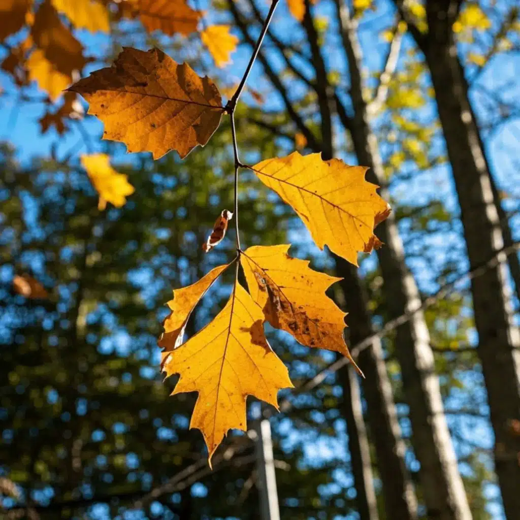 枯叶簌簌穿行录