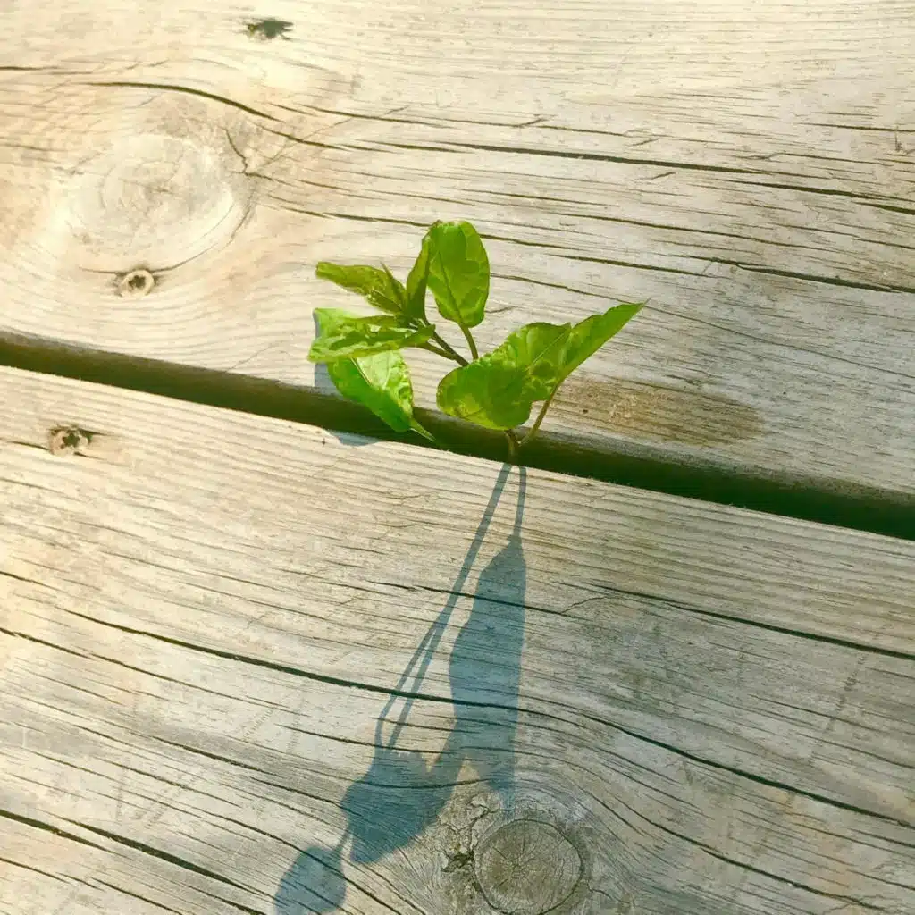 Đạo đức kinh - Phần 2 (Chương 11-20)