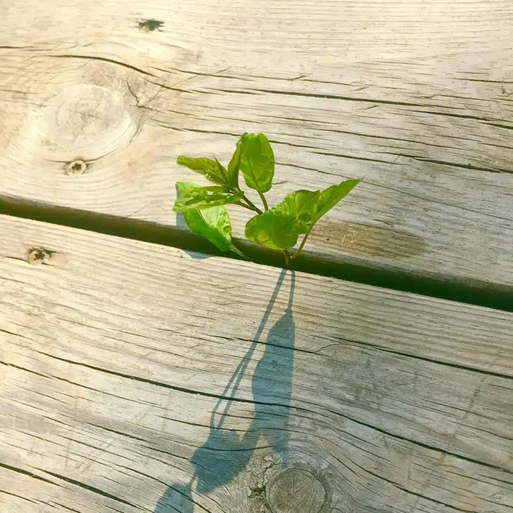 Đạo Đức Kinh - Phần 7 (Chương 61-70)