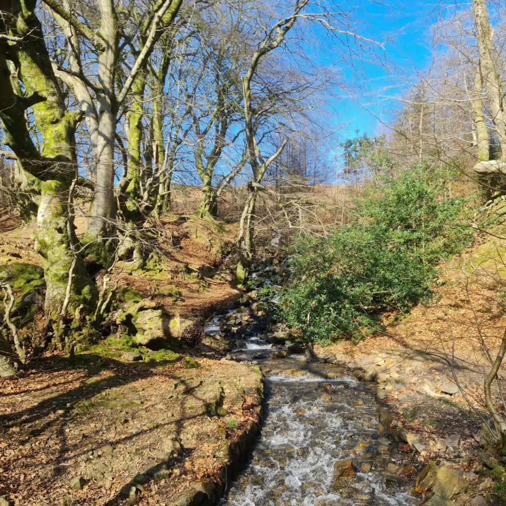 293. A quest for spring birdsong in a Welsh woodland - plus a reading by author Kerri Andrews