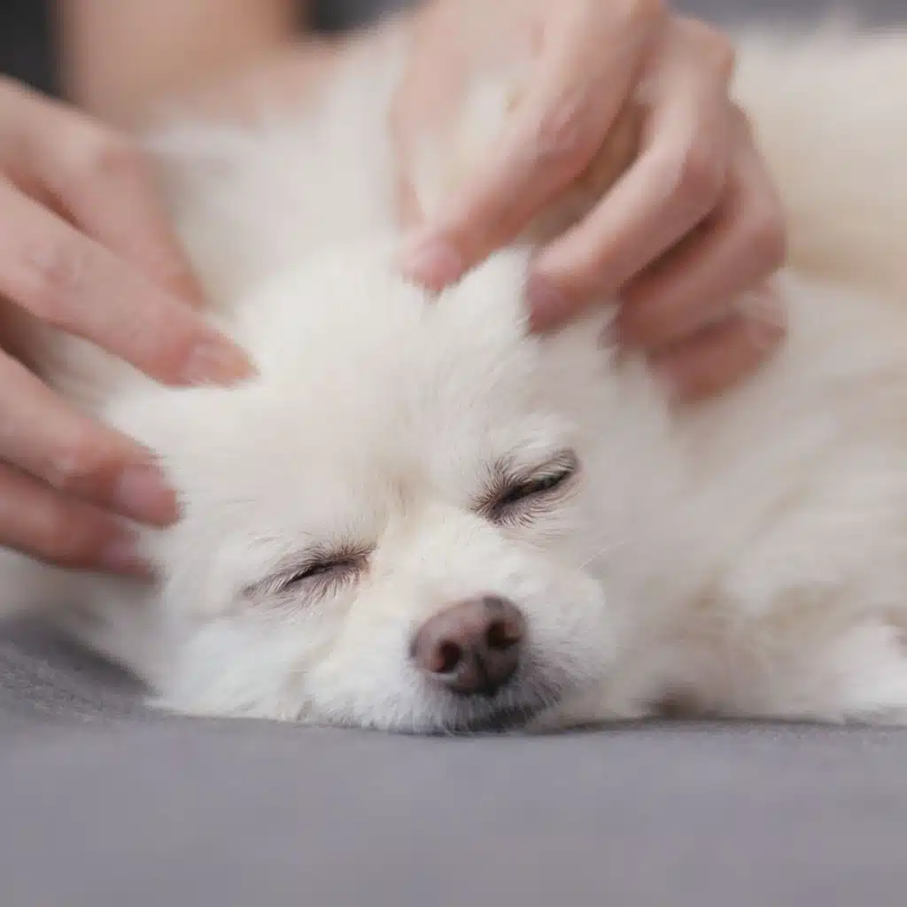 Furry Harmony Jazz: Piano for Pet Relaxation