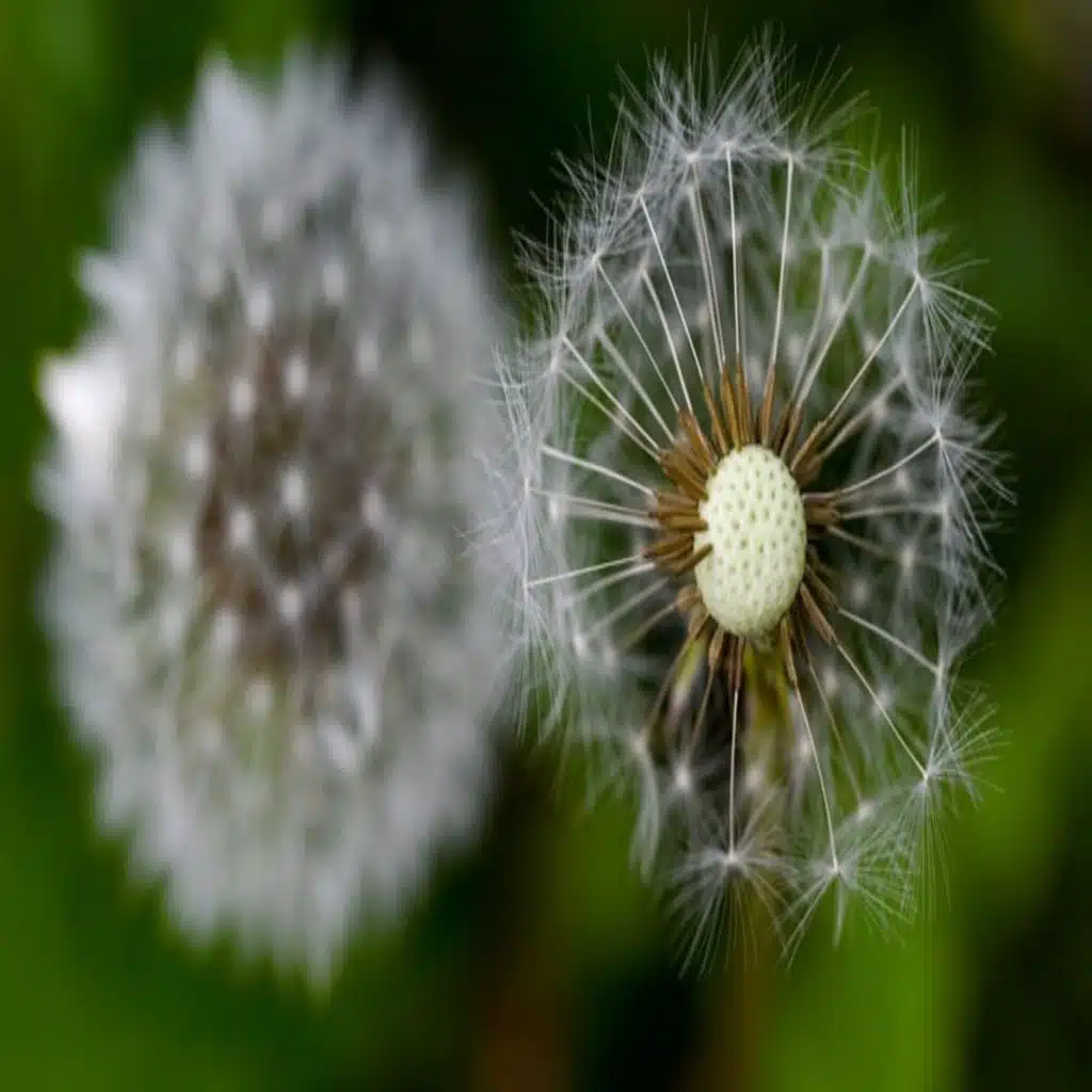 Pollen Bomb on the way