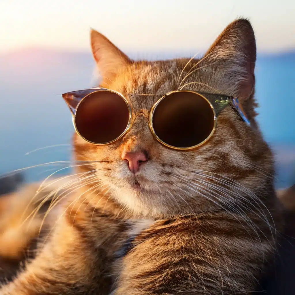 The Hip Hop Music Of Comfort: Relaxing Rhythms For Your Furry Friends