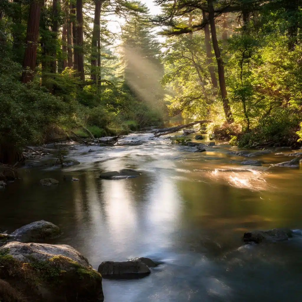 Guitar Music For Quiet Moments Of Contemplation