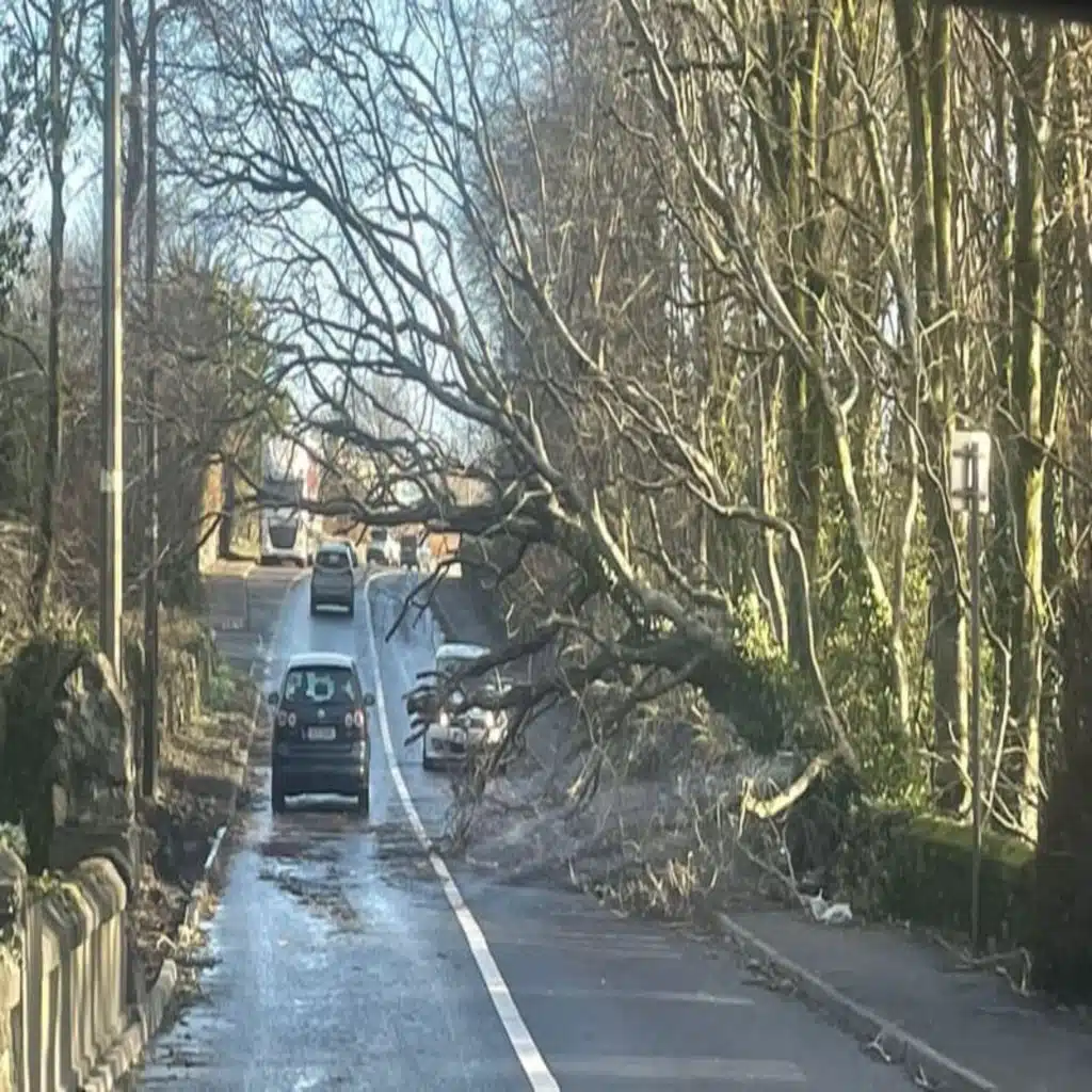 Should we cut down all trees near roads and power lines?