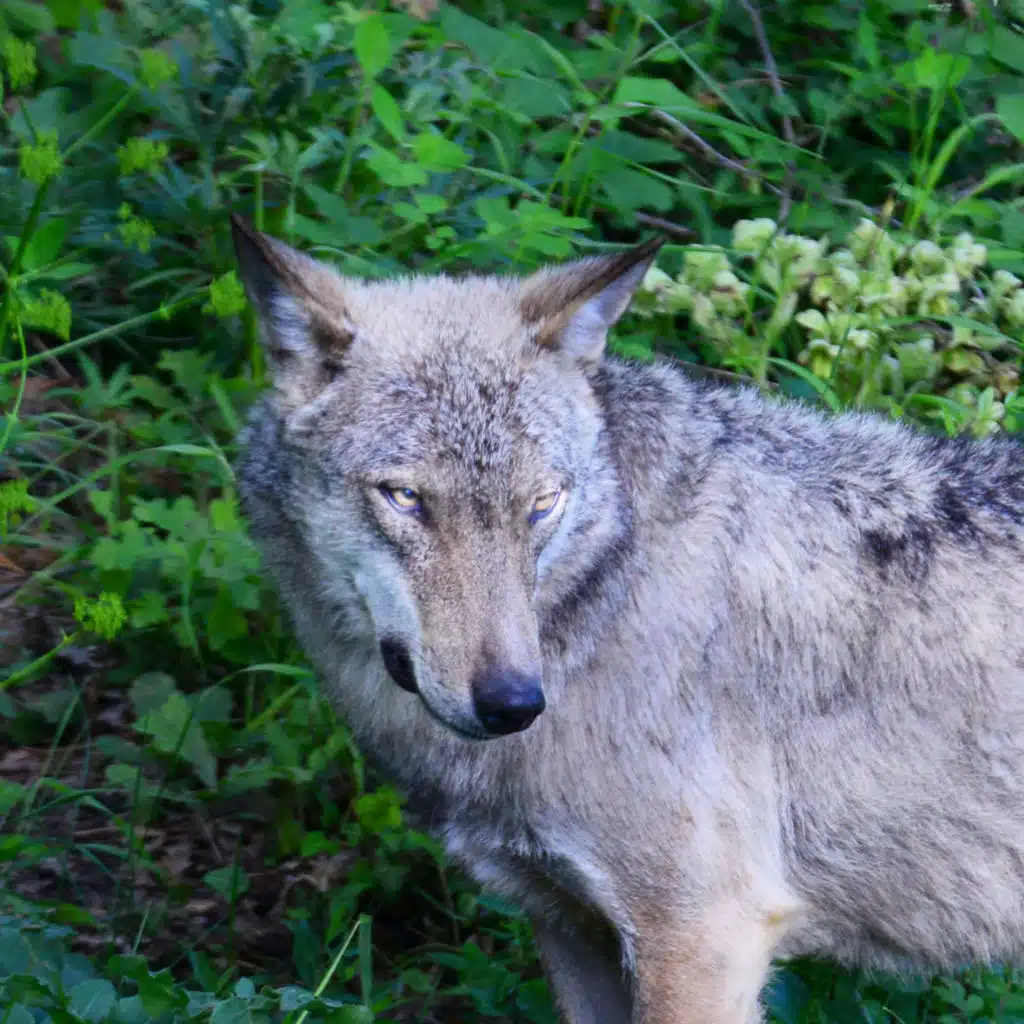 Tracking Wolves in Italy