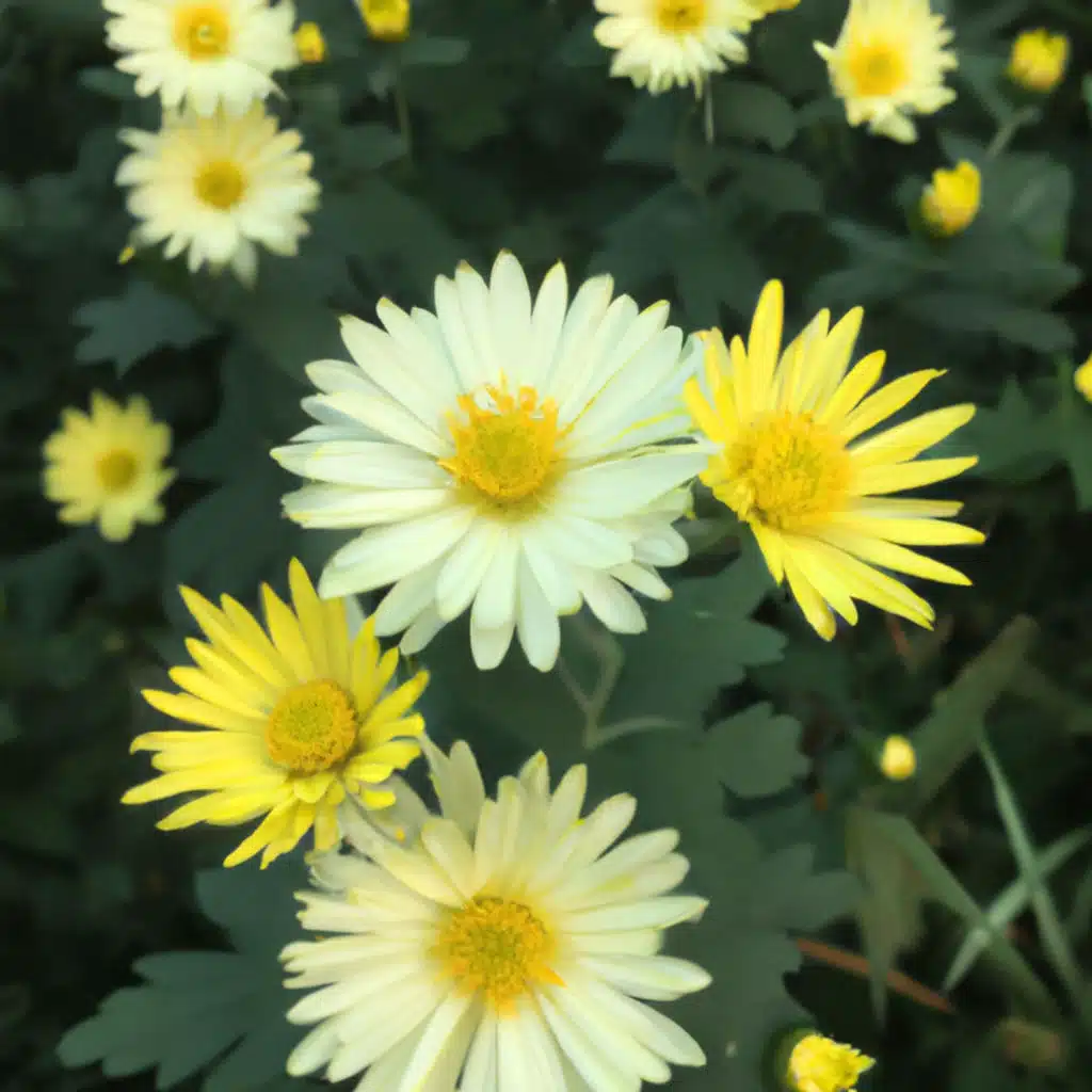 Bright and Beautiful