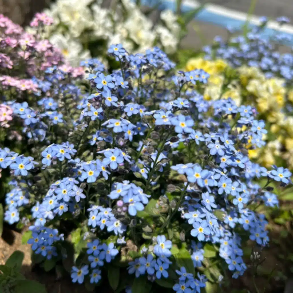 ggg & Shiloh Dynasty