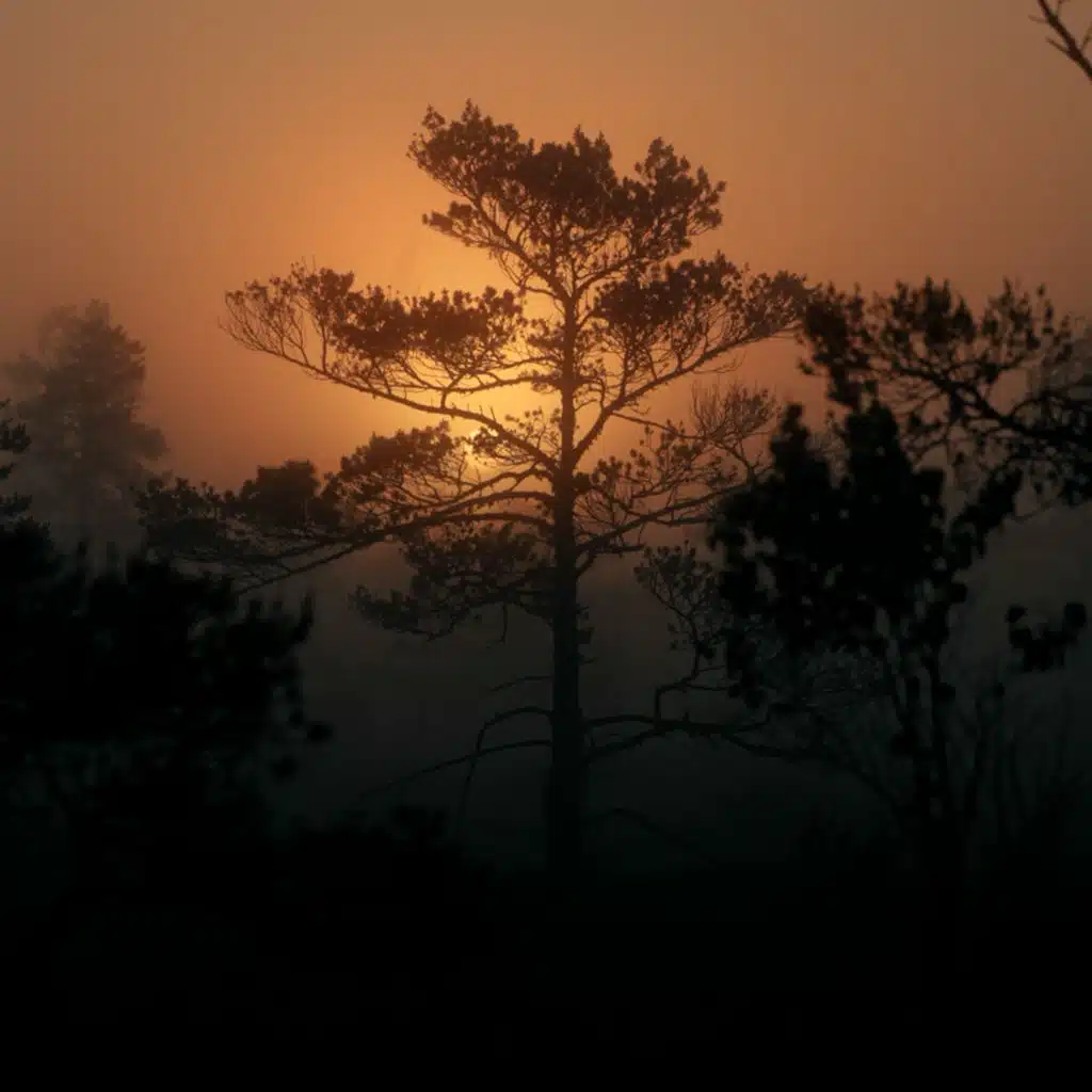 Golden Leaves (Sarah Watson Rework)