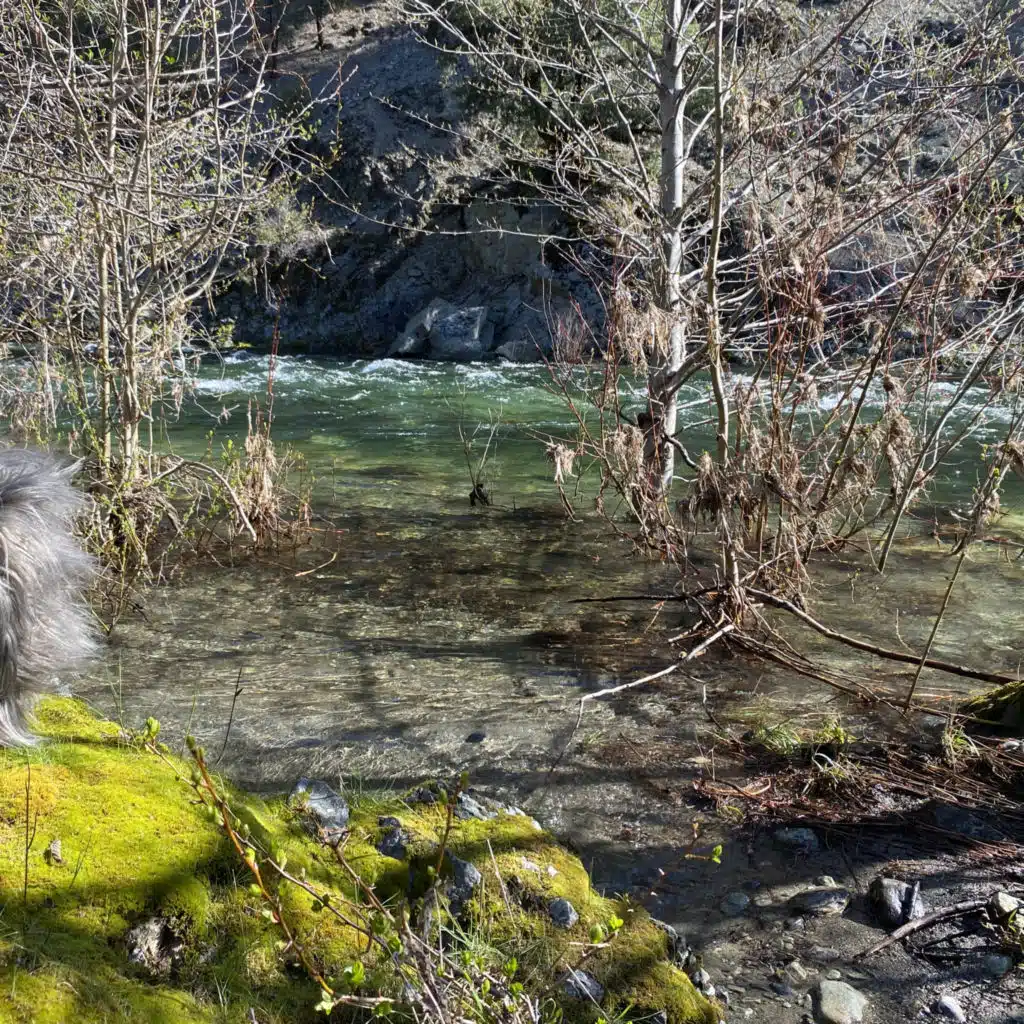 171: Spring Day Beside the North Fork of the Salmon River