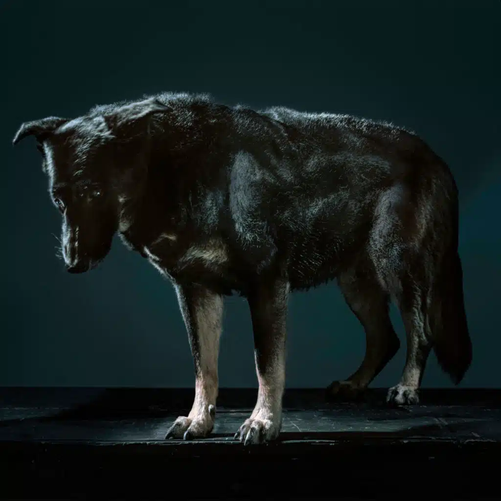 Gabriel Gifford & Softmax