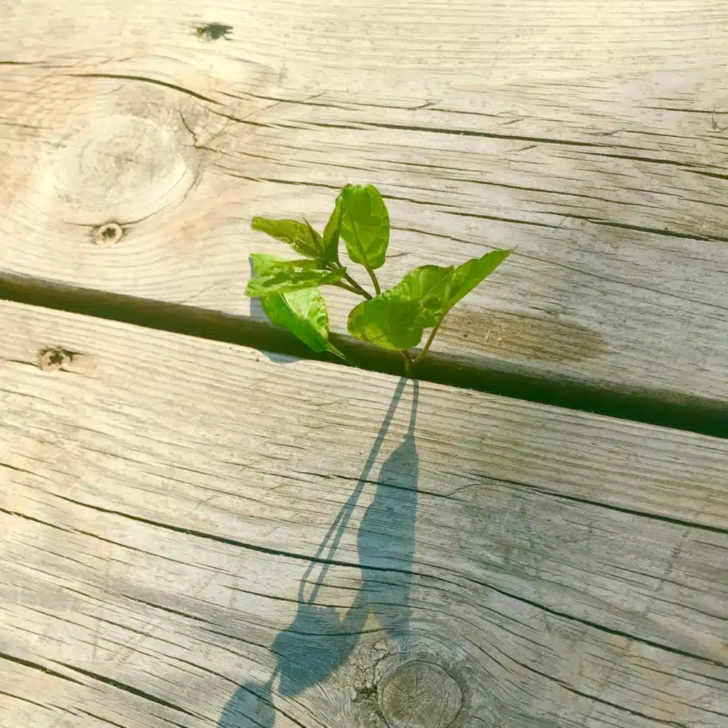 Đạo Đức Kinh - Phần 5 (Chương 41-50)