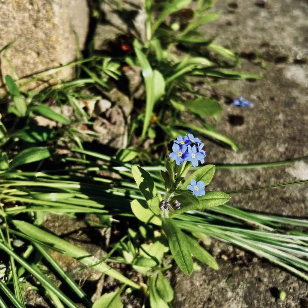Flowers In the Dirt