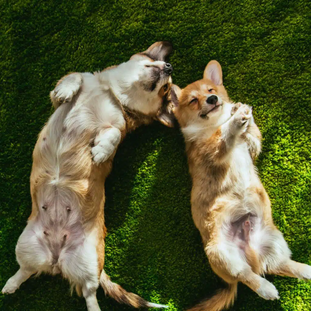 Soothe and Calm: Hip Hop Beats for Pets