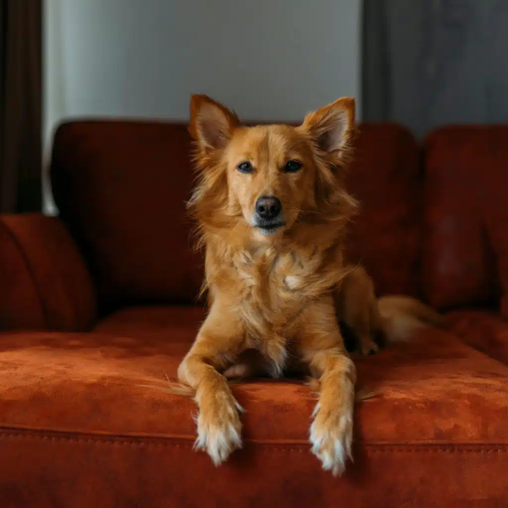 Dogs' Tunes: Hip Hop Beats for Comfort